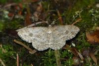 Ectropis crepuscularia