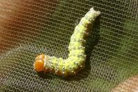 Polyploca ridens