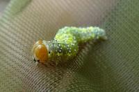 Polyploca ridens