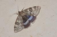 Catocala fraxini
