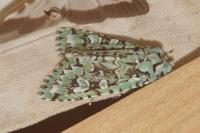 Griposia aprilina