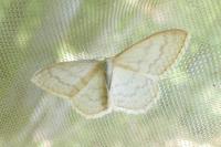 Scopula floslactata
