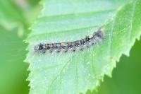 Lymantria dispar