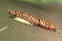 Falcaria lacertinaria