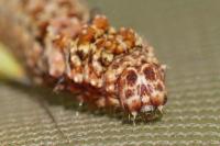 Falcaria lacertinaria