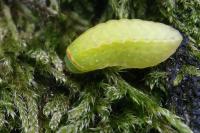 Apoda limacodes