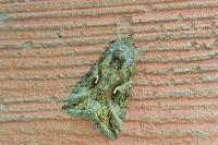 Autographa gamma