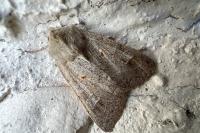 Ammoconia caecimacula