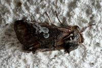 Diloba caeruleocephala