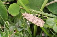 Nomophila noctuella