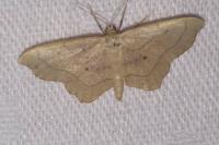 Idaea emarginata