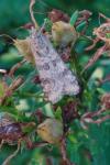 Nomophila noctuella