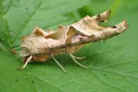 Phlogophora meticulosa