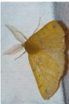 Colotois pennaria