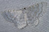 Asthena albulata