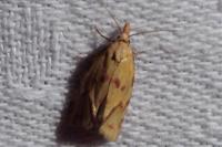 Agapeta hamana
