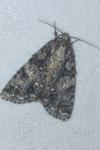 Acronicta rumicis