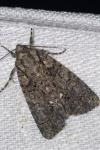 Acronicta rumicis