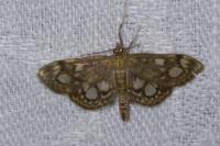 Anania coronata