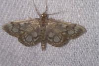 Anania coronata