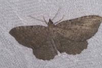 Philereme transversata