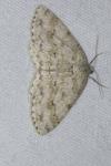 Ectropis crepuscularia