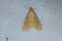 Ostrinia nubilalis