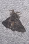 Thaumetopoea processionea