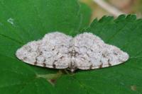 Aethalura punctulata