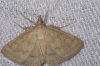 Psammotis pulveralis