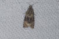 Celypha lacunana