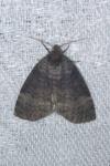 Tetheella fluctuosa