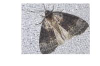 Tetheella fluctuosa