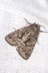 Thalpophila matura