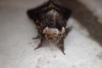 Poecilocampa populi populi