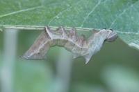 Notodonta ziczac