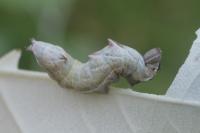 Notodonta ziczac