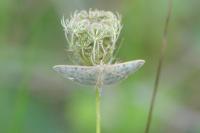 Patania ruralis