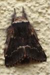 Poecilocampa populi populi