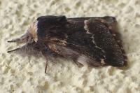 Poecilocampa populi populi