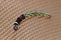Helcystogramma
