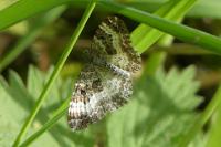Epirrhoe alternata