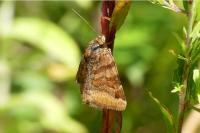 Euclidia glyphica