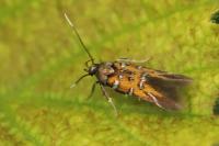 Chrysoesthia drurella