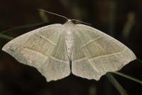 Campaea margaritaria