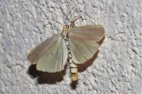 Eilema caniola