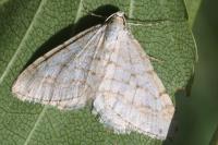 Mesotype verberata