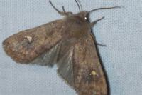 Eupsilia transversa