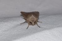 Eupsilia transversa