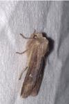 Eupsilia transversa